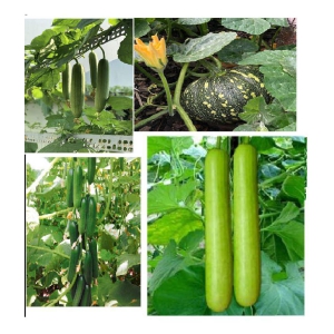 CLASSIC GREEN EARTH - Mixed Vegetable ( 40 Seeds )