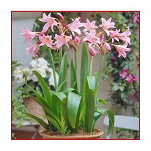 homeagro - Amaryllis Flower ( 5 Seeds )