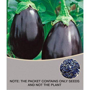 Round Brinjal (Bengan) Hybrid Seeds - Pack of 50 Seeds