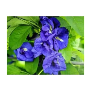 CLASSIC GREEN EARTH - Ipomoea Flower ( 60 Seeds )