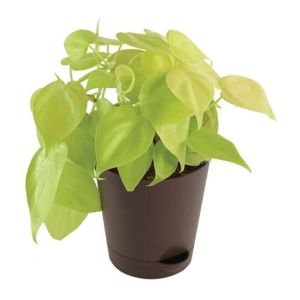 UGAOO Philodendron Oxycardium Golden Plant With Self Watering Pot Brown