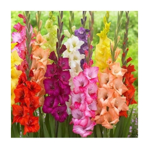 Gladiolus Bulbs ( 3 Bulbs ) Seed (3 per packet)