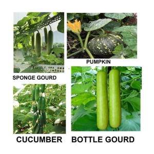 mega veg combo - cucumber + sponge guard + bottle guard +pumpkin ( pack of 40 seeds ) + with Instruction Manual
