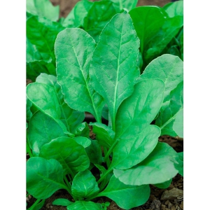 Green spianach palak 200 seeds high germination seeds with instruction manual
