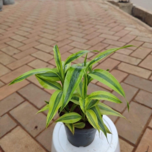 Soil Bamboo in 4 Inch Plastic Pot