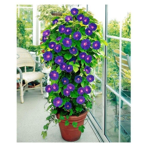 Matrix Annual Climbing Ipomoea Plant Flower Seeds - 30 Seeds/Pack With Instruction Manual 