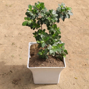 Azalea (any colour) in 10 Inch Classy White Square Plastic Pot