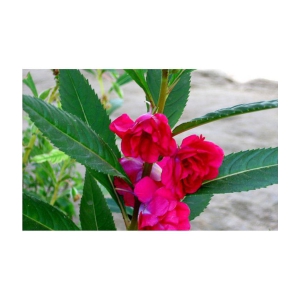 OhhSome Flower Seeds : Balsam Flower - Best Variety Seeds For Agriculture - Garden Flower Seeds Pack