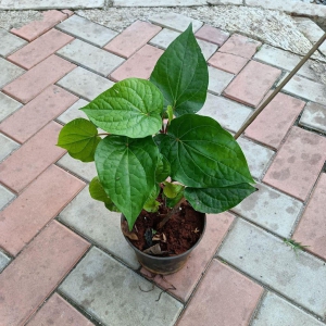 Paan Big Leaf in 6 Inch Plastic Pot