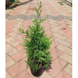 Cypress Lemon in 6 Inch Plastic Pot