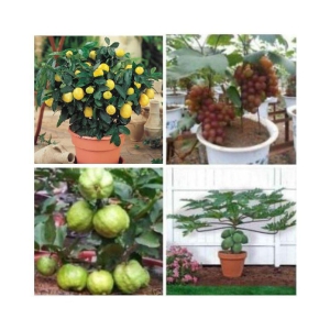 pack of 4 fruit seeds (GUAVA GRAPES PAPAYA LEMON) 5 - 5 SEEDS OF EACH ONE FRUIT WITH MANUAL