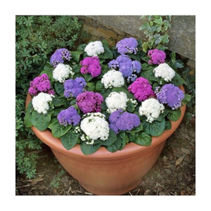 ageratum flower 30 seeds pack with 100 gm cocopeat and user manual