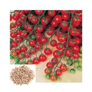 Cherry Tomato High Germination Seeds - Pack Of 50 Hybrid Seeds