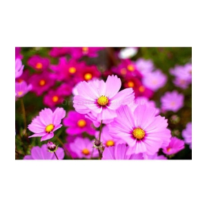 homeagro - Cosmos Mixed Flower ( 20 Seeds )