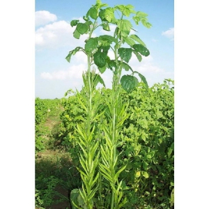 Recron Seeds - Beans Vegetable ( 50 Seeds )