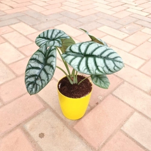 Alocasia Silver in 5 Inch Elegant Plastic Pot (colour may vary)