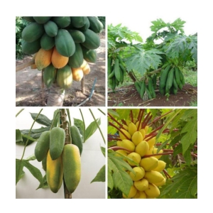 homeagro - Papaya Fruit ( 50 Seeds )