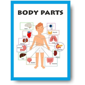 Parts of Body Chart - Early Learning Educational Posters For Children: Perfect For Kindergarten, Learn About Body Parts 16X12inc, 300GSM Thick Paper, Gloss Laminated, Multicolor)