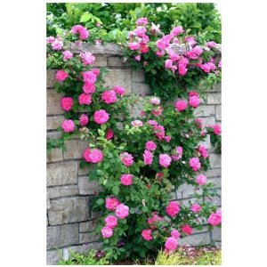 Saaheli Climbing Pink Rose Seed  (10 per packet)