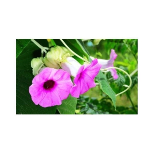 SHOP 360 GARDEN Rare Argyreia Speciosa, Vridhadaru, Vidhara, Vruddhadaru, Woolly Morning Glory, Elephant Creeper Ayurvedic Herbal Plant Seeds For Growing - Pack of 20 Seeds