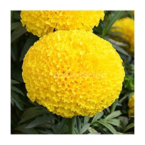 MARIGOLD AFRICAN HY  YELLOW  FLOWER SEEDS (30SEEDS)