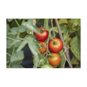 homeagro - Tomato Vegetable ( 100 Seeds )