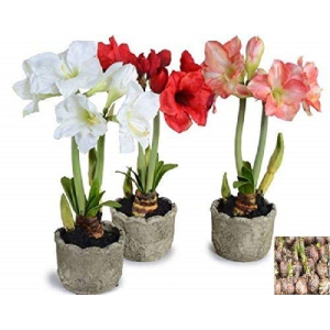 Amaryllis Lily Flower Bulbs (Pack of 5 Bulbs)