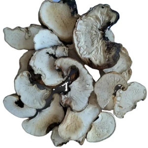 Natural Dried whole part Engleromyces goetzi fungus Mushroom Wild