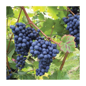 homeagro - Black Grape Fruit ( 20 Seeds )