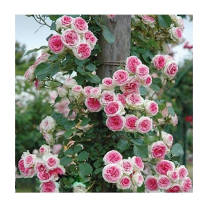 Rose Pink Climbing Rose Seeds Perennial Flower Garden DÃ©cor 20 seeds