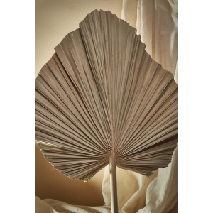 BIG DRIED PALM LEAVES (Set of 2)