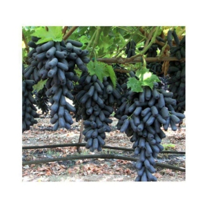 finger grape fruit seeds Natural growth grapes 20 SEEDS