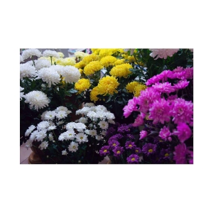 Chrysanthemum Opera White Mix German Breed 30+ Seeds with growing cocopeat