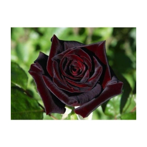 Black Baccara Hybrid Rose Shrub Flower Seeds Fresh Exotic True Blood Rose Flower 20 seeds