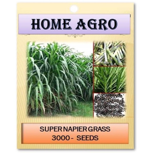 homeagro - Grass Seeds ( 3000 )