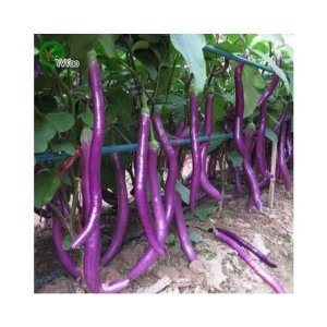 African Hybrid Brinjal/Eggplant Vegetable (50 seeds) with growing cocopeat