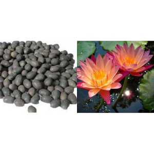 Nema Rare Orangish Reddish Bowl Lotus Seeds - 5 Pcs