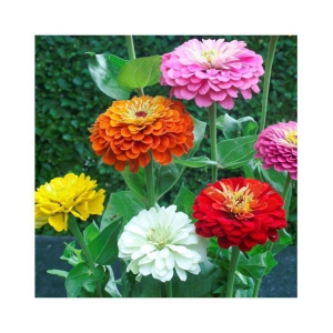 STOREFLIX Zinnia Flowers 50+ seeds WITH MANUAL