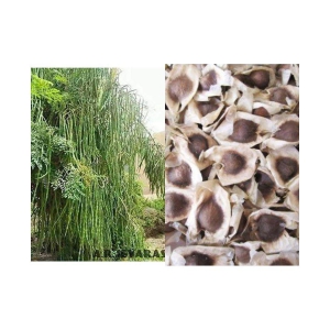 Moringa Drumstick Seeds (Saijan ki Phalli, Saragavo) | pack of 30 seeds