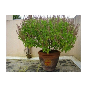 Tulsi plant seeds - Ram tulsi seeds- krishna Tulsi seeds - Ocimum sanctum seeds - Holy Basil seeds, Tusli, Tulasi, Madura-tala – Tulshi seeds – 50 seeds