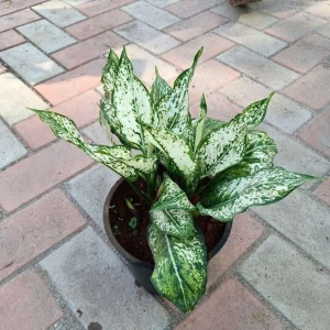 Aglaonema Snow White in 8 Inch Plastic Pot