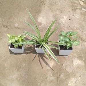 Set Of 3 - Indoor Plant Saplings (Golden, Green Syngonium & Spider Plant) in 3 Inch White Classy Square Plastic Pot