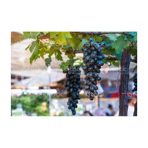 homeagro - Black Grape Fruit ( 20 Seeds )