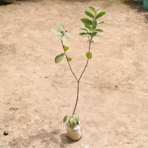 Amrood / Guava Plant in 6 Inch Nursery Bag