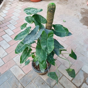 Green Philodendron with 3 ft Moss stick in 10 Inch Plastic Pot