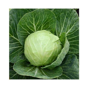 Cabbage Green hybrid Seeds - 25 Seeds Pack