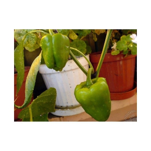 Capsicum/Bell Pepper/Shimla Mirch Green Seeds (20 Seeds) with growing cocopeat