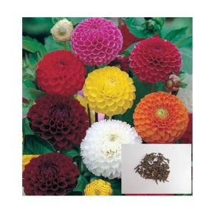 OLD STORE Flower Seeds : Long Lasting Flower Dahlia-Mixed 100 SEEDS Garden Seeds Packet (18 TYPES FLOWER ) Garden PACK WITH MANUAL