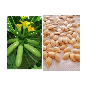 Zucchini High Yielding Hybrid Light Green Long Squash Seeds - Pack of 10 Seeds