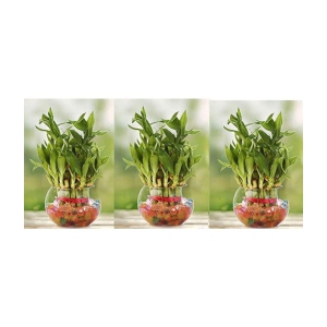 Green plant indoor - Green Wild Artificial Flowers With Pot ( Pack of 3 )